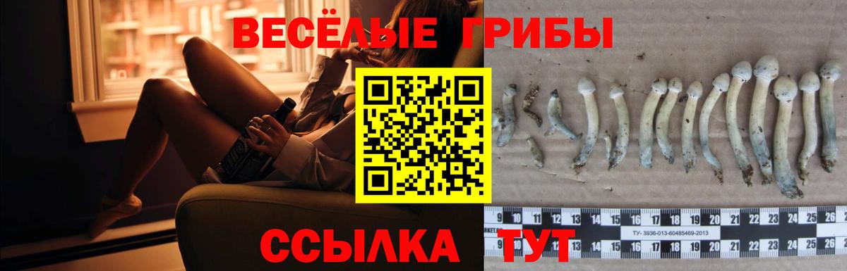 где продают   Назрань  Псилоцибиновые грибы мицелий 